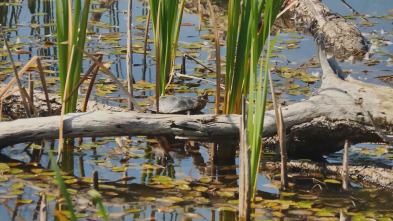 La fauna y la flora de los lagos secretos