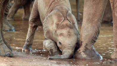 Érase una vez en Tsavo 