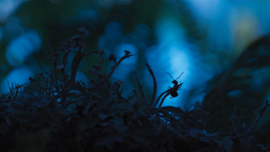 Imagen de El reino de las hormigas - 3