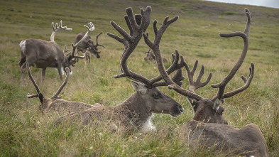Imagen de El regalo de los glaciares. Como las edades de hielo - 3
