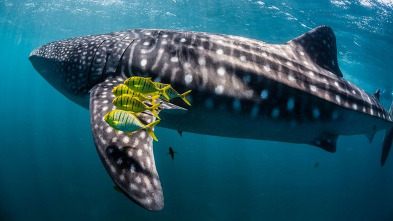 Imagen de Ningaloo. La maravilla...: Elecciones - 3