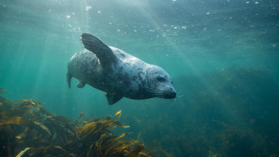 Imagen de Mares en movimiento: Los milagros del Báltico - 3