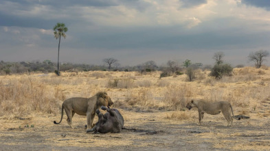 Imagen de Los leones mandan - 5