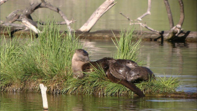 Imagen de Un año en la vida de una nutria - 3
