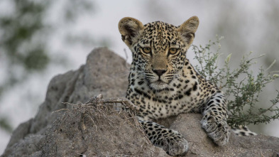 Imagen de El juego de tronos de los leopardos  - 3