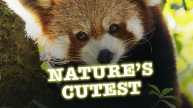 Imagen de Animales adorables - 3