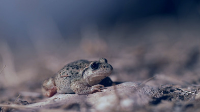 Imagen de El escarabajo verde: Relato de una crisis - 3