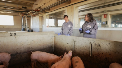 Imagen de El escarabajo verde: En carne viva - 3