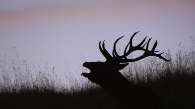 Imagen de Jara y sedal (T25/26): El rey del estrecho - 3