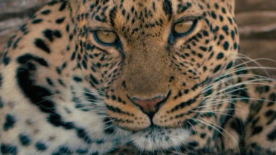 Imagen de Mashatu: tierra de leopardos - 5