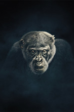 Imagen de Dinastías - 2