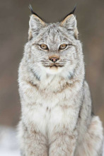 Imagen de El año de la naturaleza canadiense  - 2