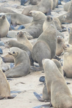 Imagen de Focas. Unos mamíferos con mucho carácter - 2