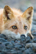 Imagen de Los segundones - 4