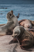 Imagen de Sonidos de la naturaleza - 2