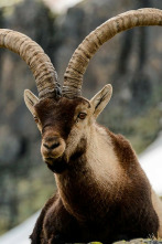 Imagen de Jerte, vida salvaje en el valle de los cerezos - 4