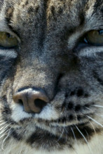 Imagen de Hijos de Saliega. El retorno del lince ibérico - 2