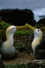 Imagen de Los secretos naturales...: Galápagos - 2