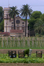 Imagen de El escarabajo verde  - 4