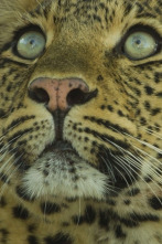 Imagen de El legado de la leoparda - 4