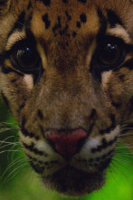 Imagen de Los felinos de Tailandia - 4