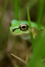 Imagen de Los animales más raros...: Los maestros de la selva - 4