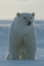 Imagen de Planeta helado II: Tierras heladas - 2