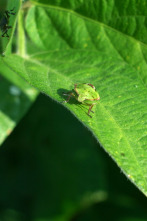 Imagen de Insecticidas, licencia para matar - 2