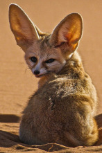Imagen de Perros salvajes: Defendiendo a la manada - 2