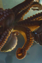 Imagen de Contactos con un pulpo gigante del Pacífico - 2