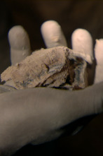 Imagen de La batalla por el cobalto - 2