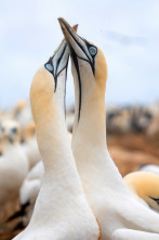 Imagen de El gran festín del océano - 4