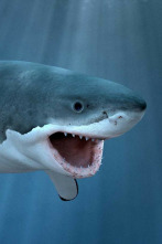 Imagen de En las profundidades...: Las criaturas más peculiares - 2