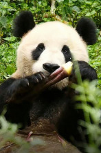 Imagen de Cuatro estaciones en el reino del oso panda  - 2