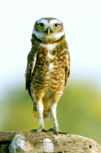 Imagen de Pantanal. El milagro natural de brasil - 2