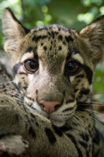 Imagen de Del amanecer al...: Madagascar - 2