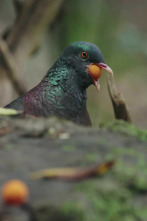 Imagen de Aves de canarias - 2