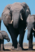 Imagen de Zambia salvaje: Pesos pesados de la naturaleza - 4