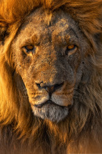 Imagen de Las caras salvajes: Riada y rivales - 2