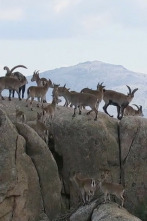 Imagen de Vida sobre las rocas - 2