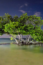 Imagen de America salvaje. 150 años de parques nacionales en - 2