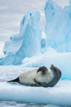 Imagen de El Antártico salvaje: Islas heladas - 2