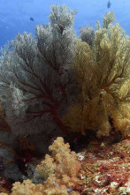 Imagen de Mares supremos: Tiburones - 2