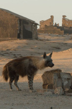 Imagen de Las hienas pardas de Makgadikgadi - 4