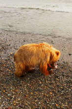 Imagen de Gigantes y salvajes: Gigantes en tierras sedientas - 4