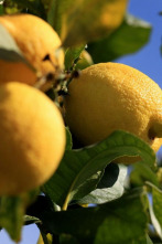 Imagen de Maestros de los sabores  - 2