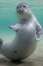 Imagen de Mares en movimiento  - 2