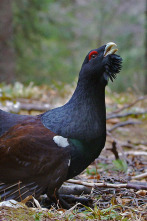 Imagen de Eslovènia salvatge - 2