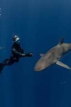 Imagen de Tiburones de cerca - 2