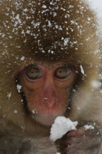 Imagen de Animales adorables - 2